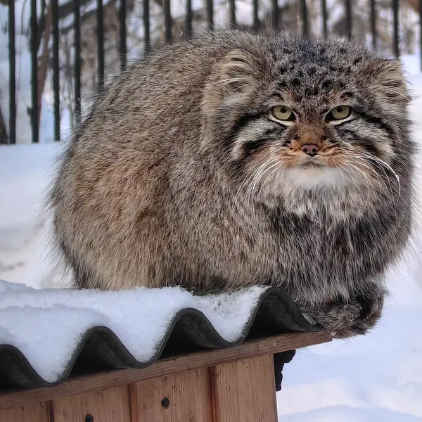 ノヴォシビルスク動物園のレオンの写真