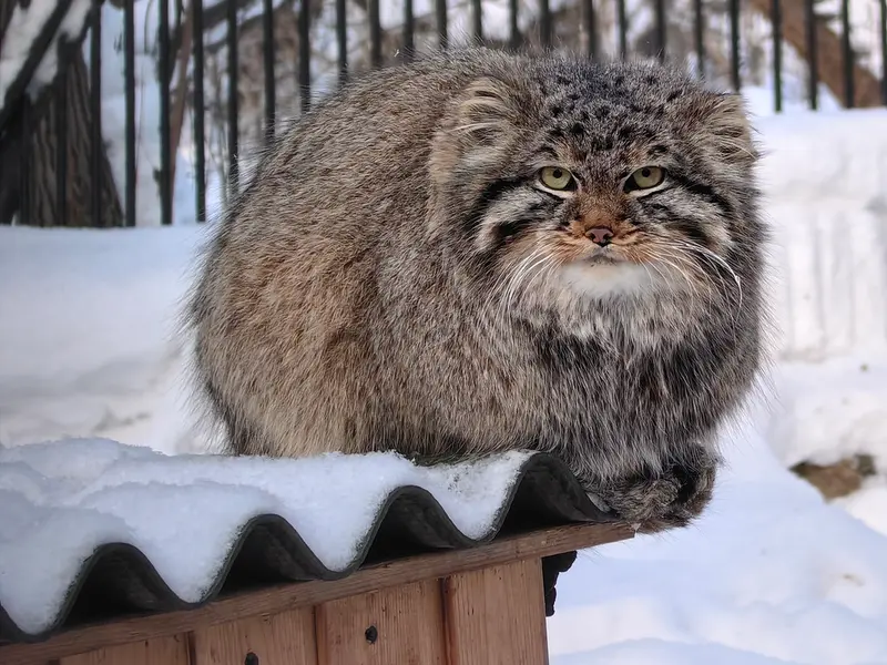 ノヴォシビルスク動物園のレオンの写真
