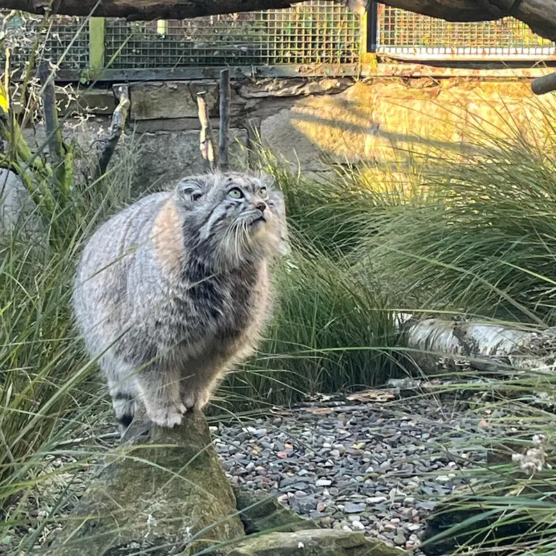 エディンバラ動物園のアキコの写真