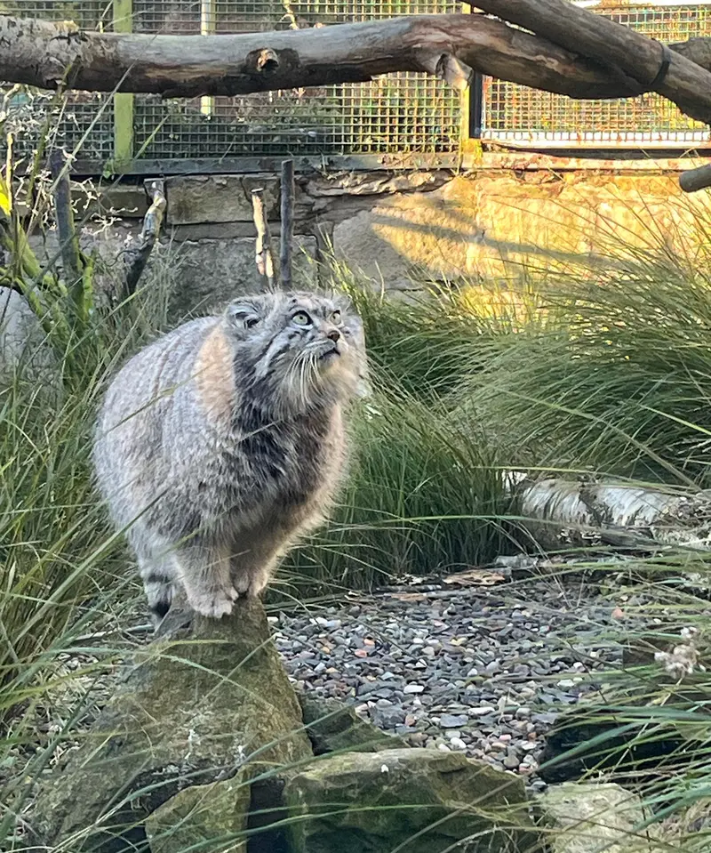 エディンバラ動物園のアキコの写真