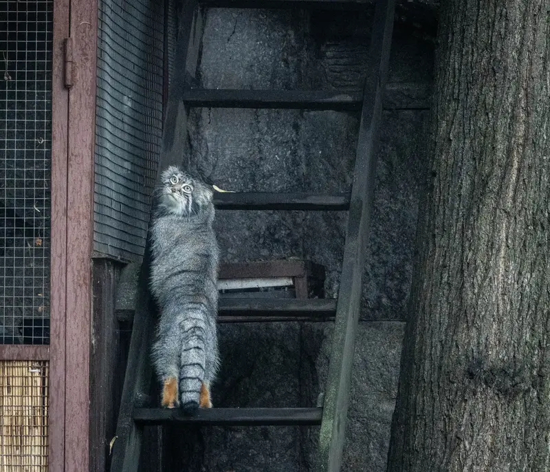 モスクワ動物園のティモフェイの写真