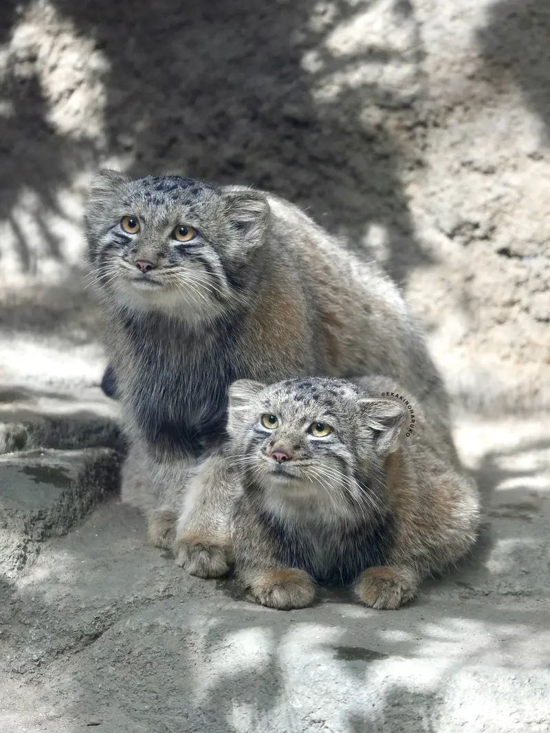 神戸どうぶつ王国のナギとボノの写真