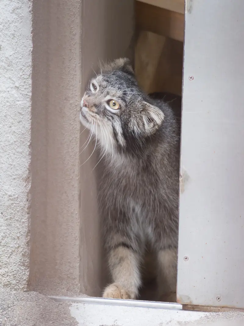 野毛山動物園のフィーガの写真
