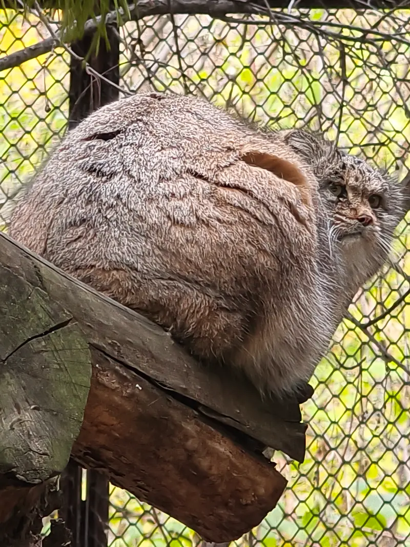 ノヴォシビルスク動物園のミアの写真