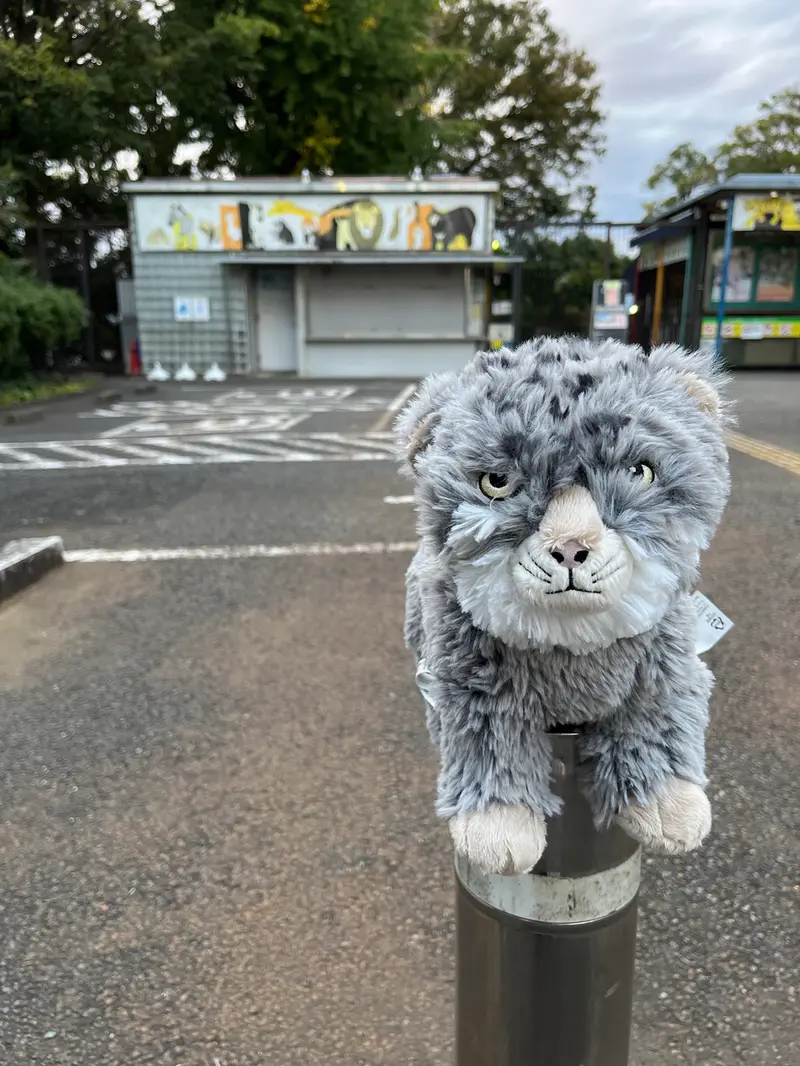 野毛山動物園のマヌルネコの写真