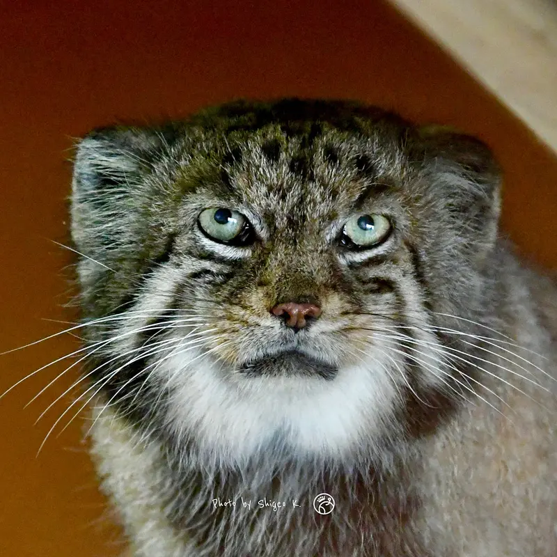 埼玉県こども動物自然公園のマヌルネコのセバスチャン