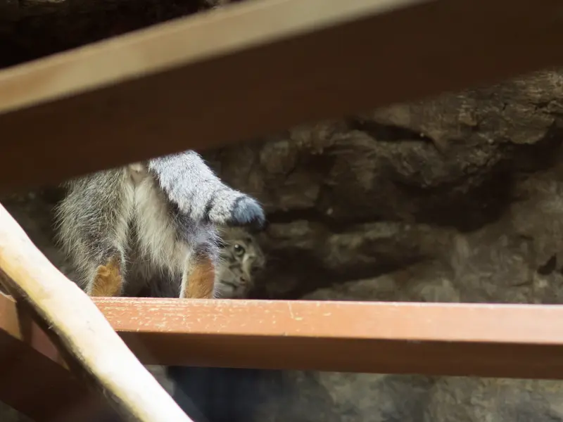 恩賜上野動物園のクリョンの写真