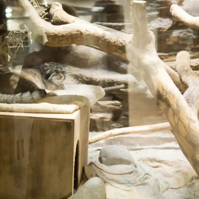 恩賜上野動物園のクリョンの写真