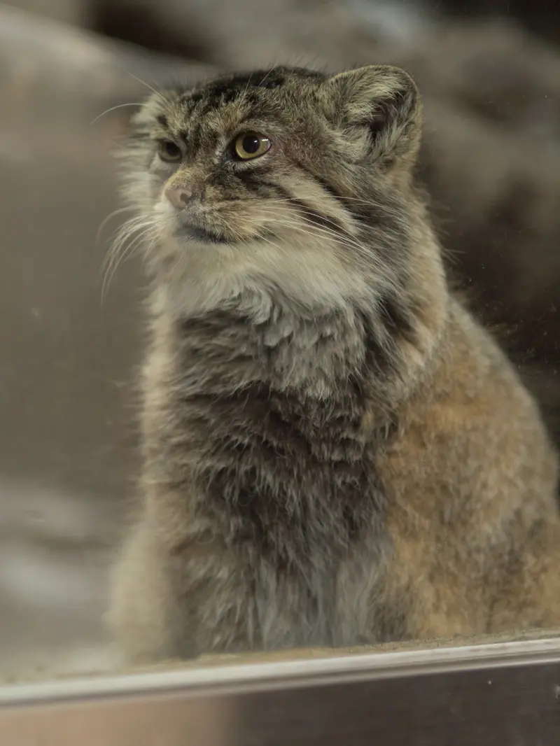 恩賜上野動物園のプリームラの写真