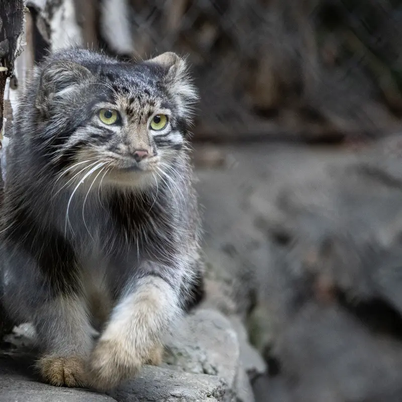 ノヴォシビルスク動物園のグレイの写真