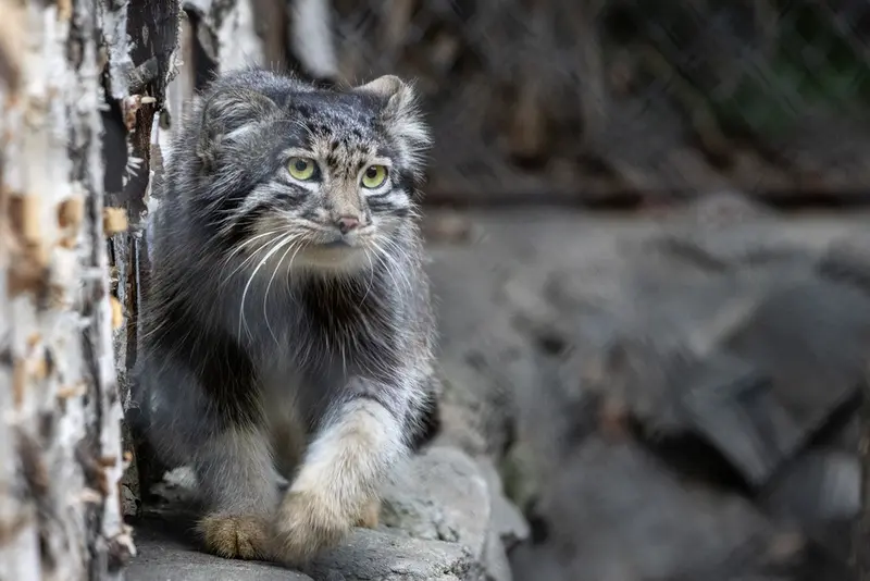 ノヴォシビルスク動物園のグレイの写真