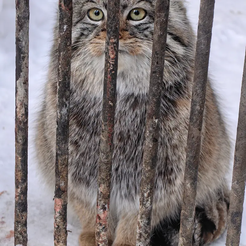 ノヴォシビルスク動物園のシルヴェスターの写真