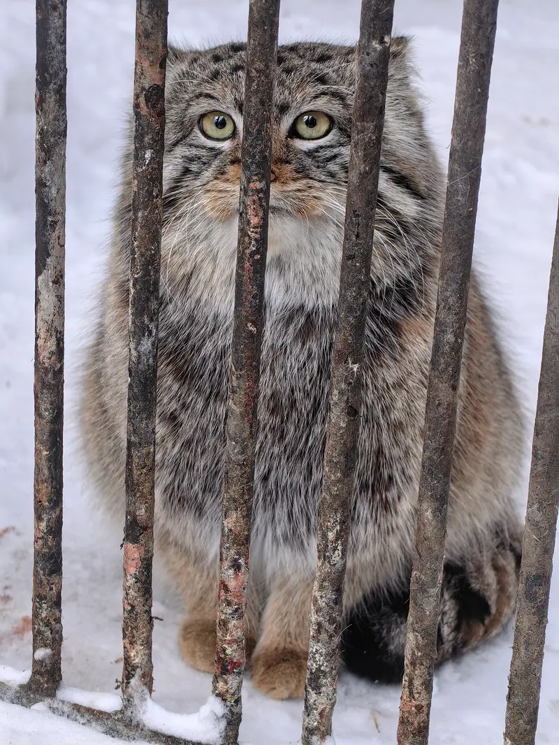 ノヴォシビルスク動物園のシルヴェスターの写真