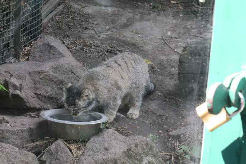 ブダペスト動物園・植物園のボリス Ⅱの写真