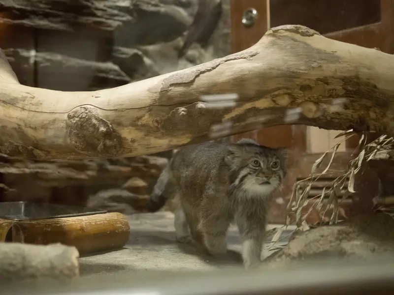 恩賜上野動物園のクリョンの写真