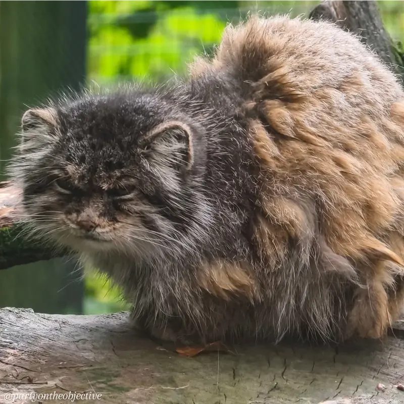 ウッチ動物園のパッツォの写真