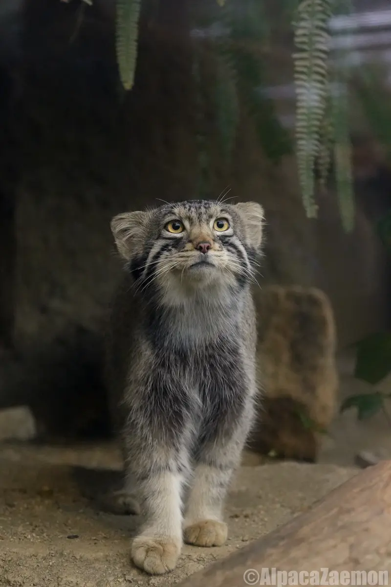 神戸どうぶつ王国のナゴムの写真