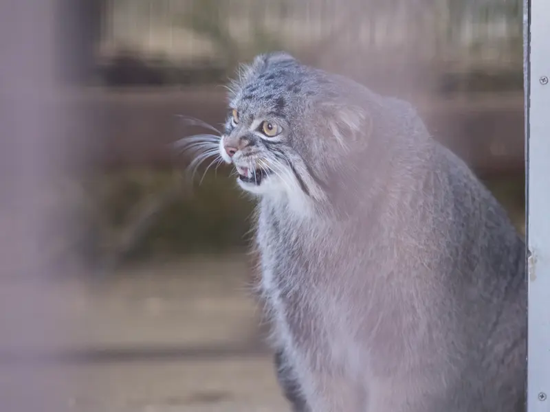 野毛山動物園のフィーガの写真