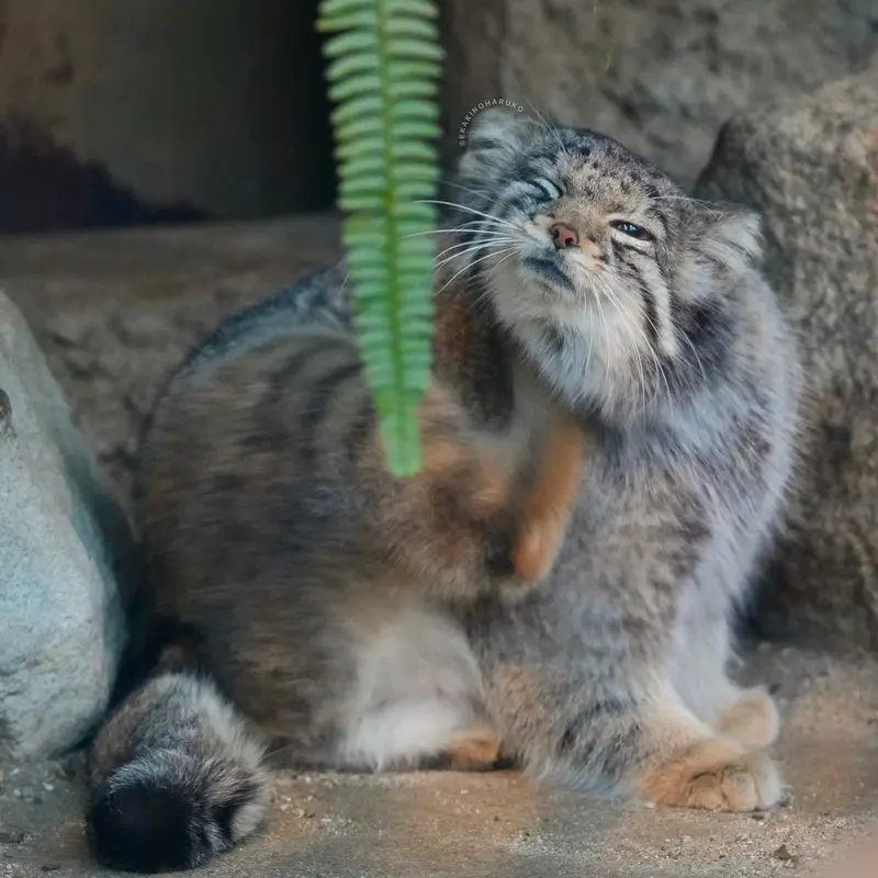 神戸どうぶつ王国のオトの写真