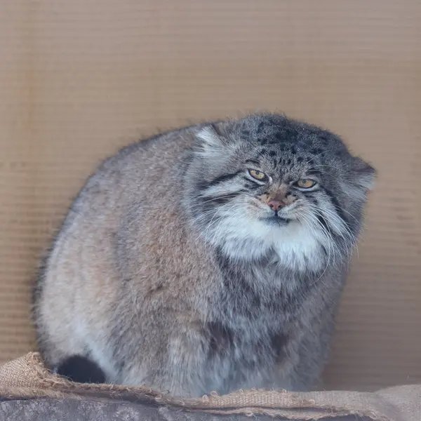 旭山動物園のグルーシャの写真