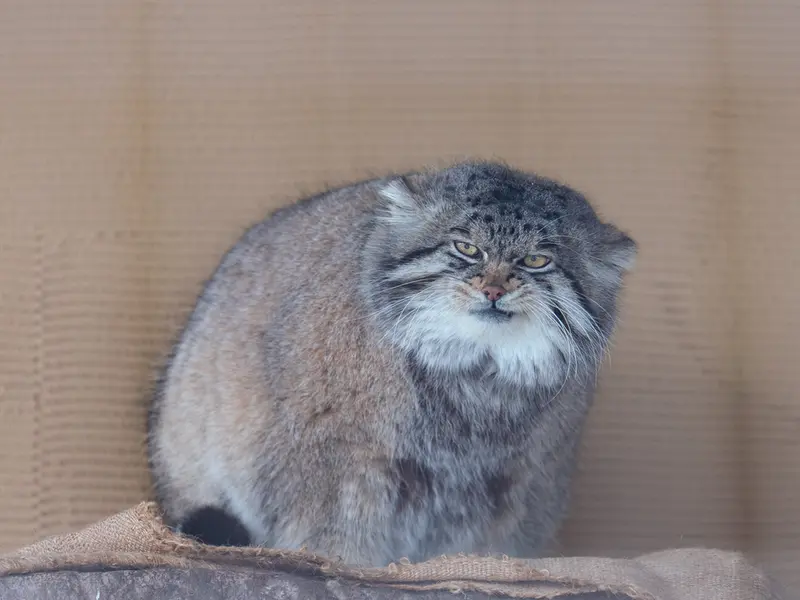 旭山動物園のグルーシャの写真