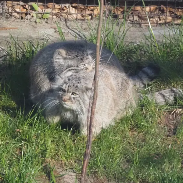 グダニスク動物園のマヌエルとウラの写真