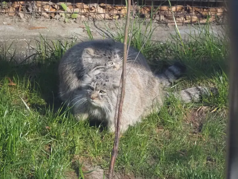 グダニスク動物園のマヌエルとウラの写真
