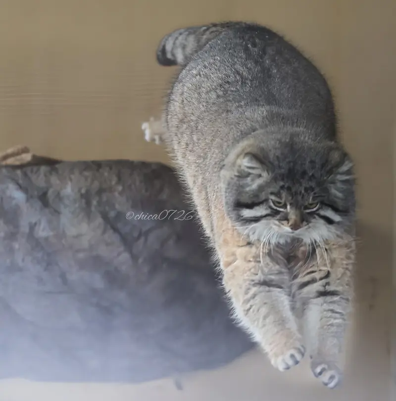 旭山動物園のグルーシャの写真