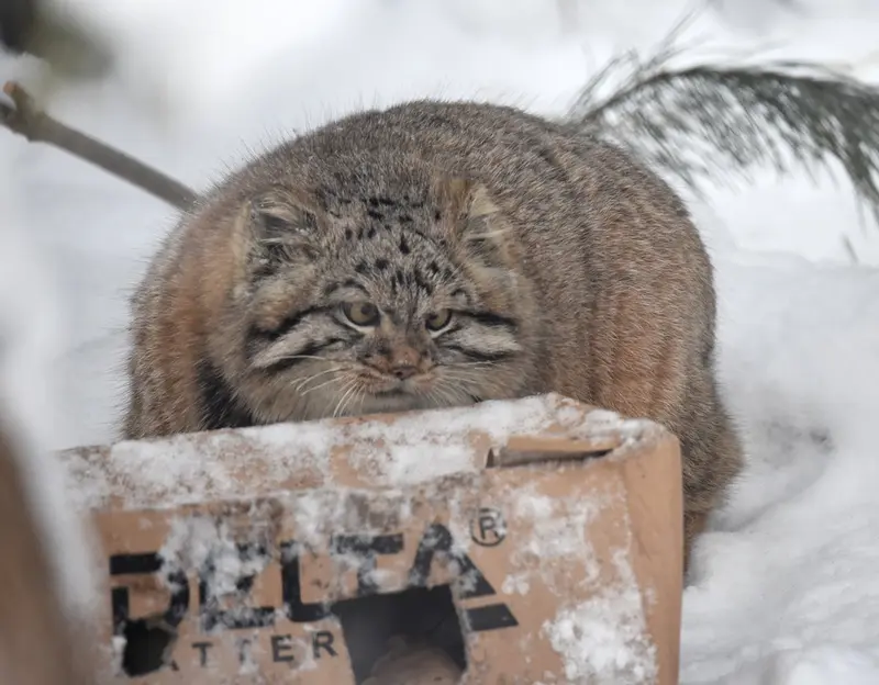 ノヴォシビルスク動物園のコソグラジクの写真