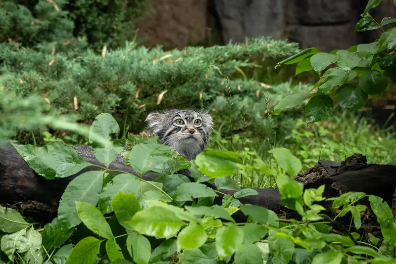 モスクワ動物園のティモフェイの写真