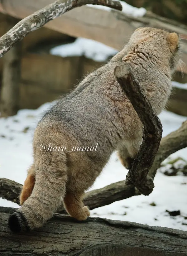 那須どうぶつ王国のボルの写真