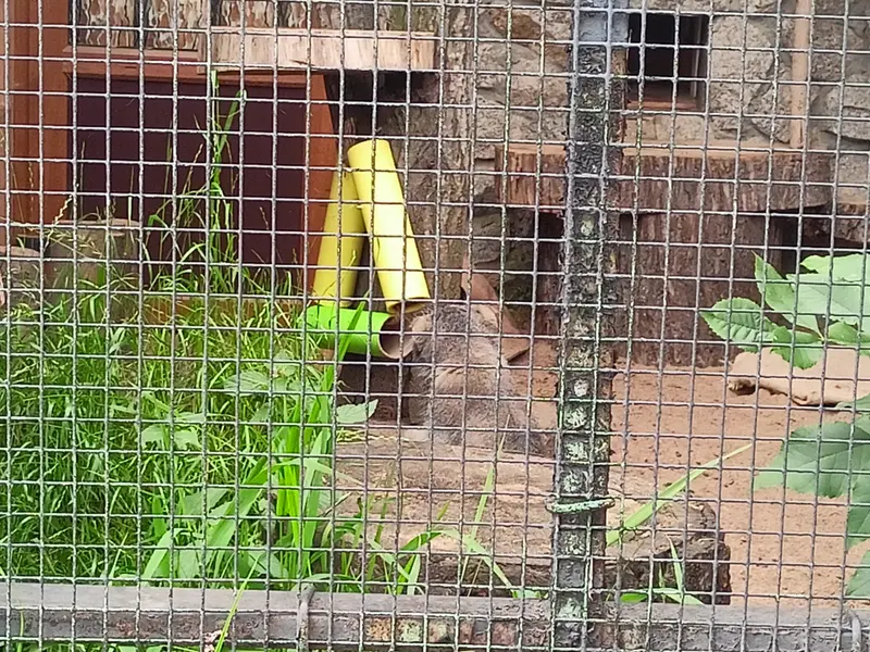レニングラード動物園のシューの写真