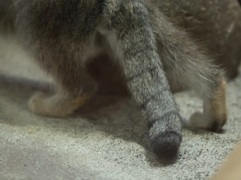 恩賜上野動物園のクリョンの写真
