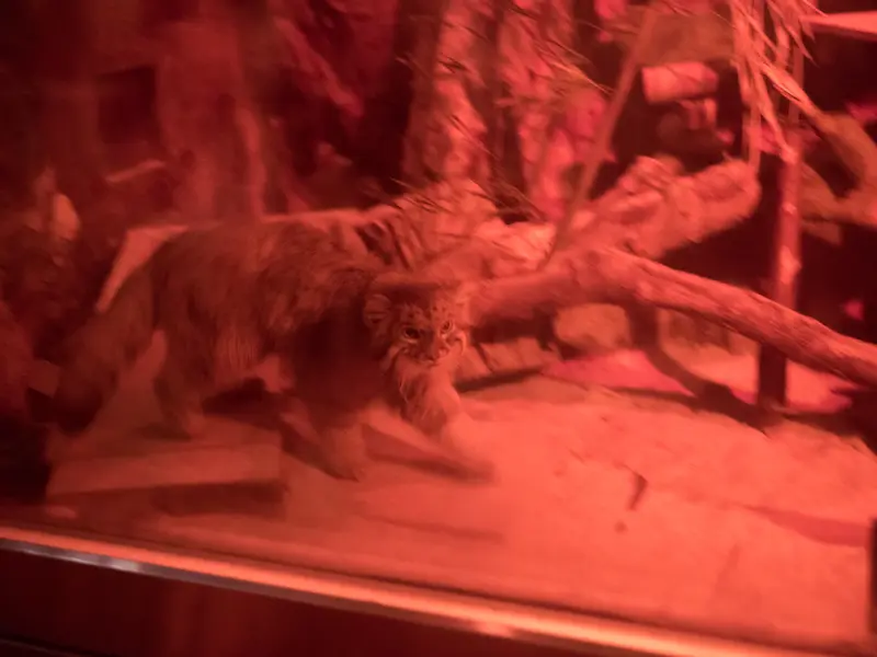 恩賜上野動物園のナイマの写真