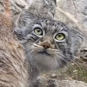 ビンガムトン動物園（ロス・パーク）のマヌルネコのルカ