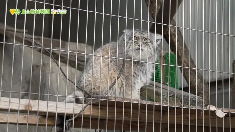 東山動植物園のハニーの動画