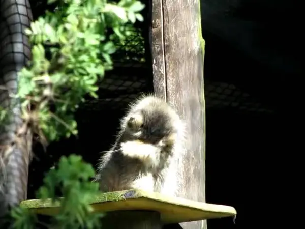 ゲルリッツ動物園のハミの動画