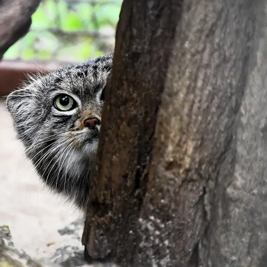 ポズナン新動物園のプルトンの写真