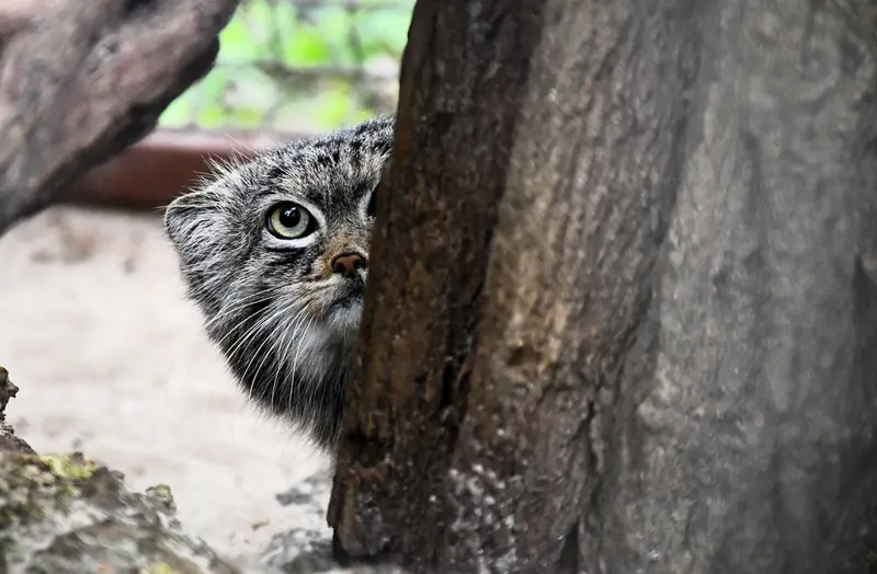 ポズナン新動物園のプルトンの写真