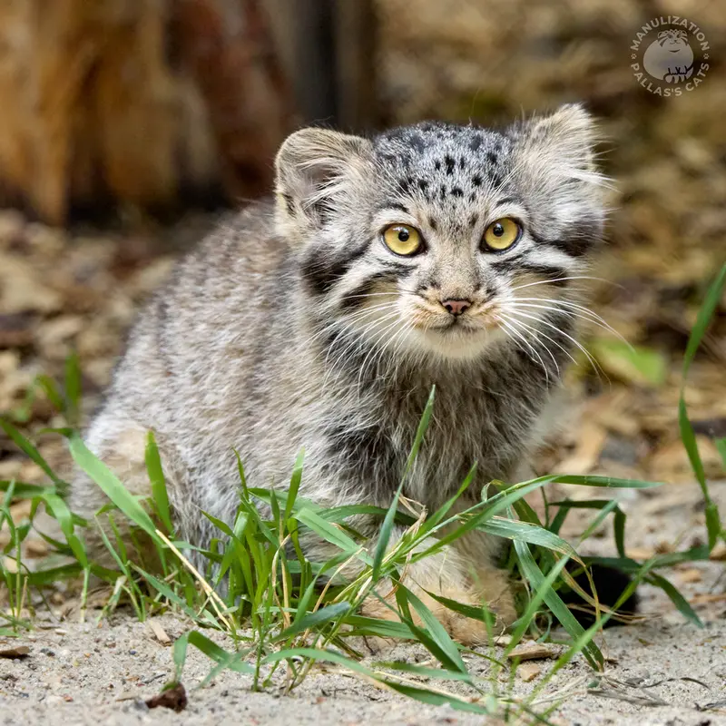 ノヴォシビルスク動物園のイヴの子（2026年生まれ）Ⅱの写真