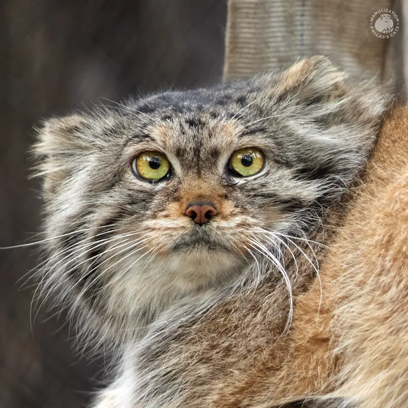 Novosibirsk Zooのマヌルネコのラストチカ