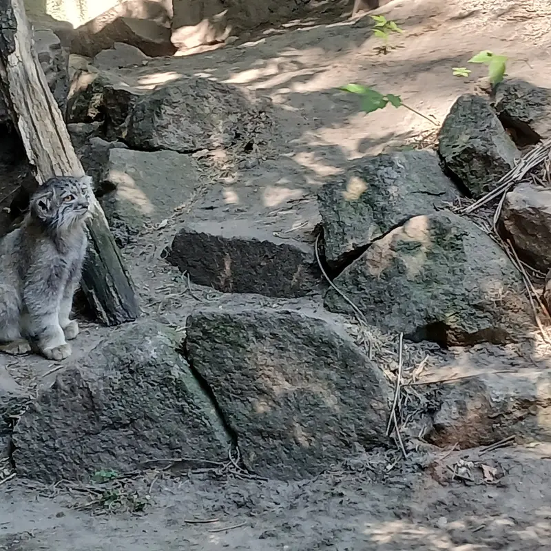 ブダペスト動物園・植物園のボリス Ⅱの写真