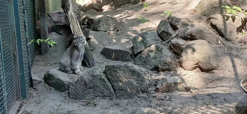 ブダペスト動物園・植物園のボリス Ⅱの写真
