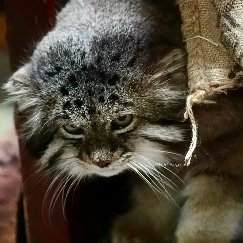 恩賜上野動物園のマヌルネコの写真