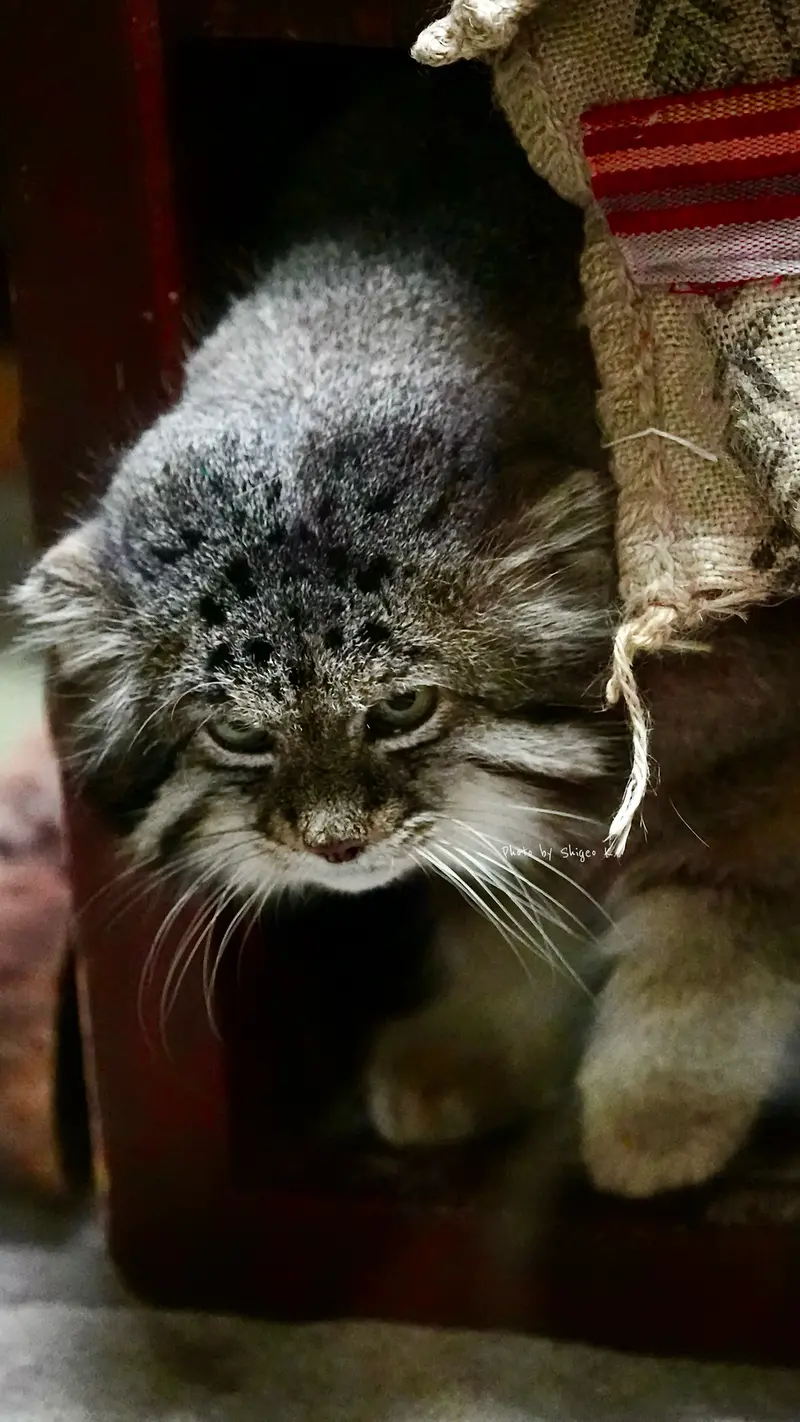 恩賜上野動物園のマヌルネコの写真