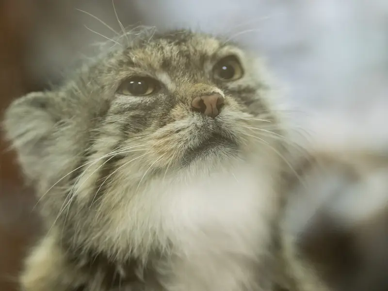 恩賜上野動物園のプリームラの写真