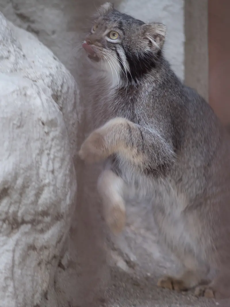 野毛山動物園のフィーガの写真