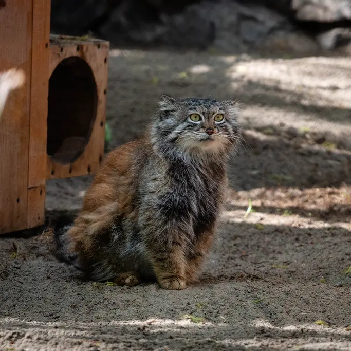 ノヴォシビルスク動物園のスネジャナの写真