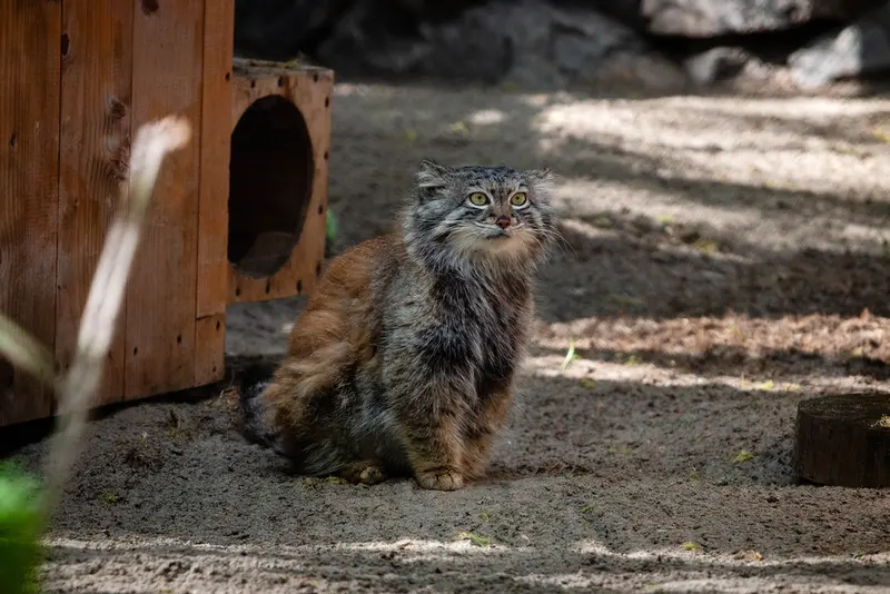 ノヴォシビルスク動物園のスネジャナの写真