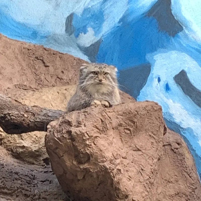 バーミングハム動物園のミーシャの写真